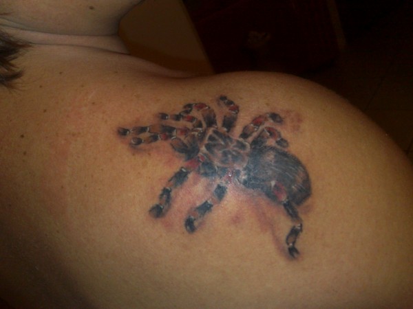 Angelo - tarantula tattoo photo